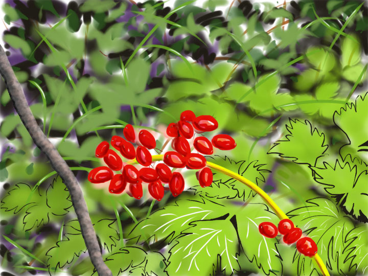 flower-red-berries.jpg