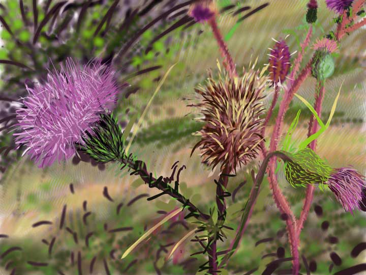flower-thistle.jpg