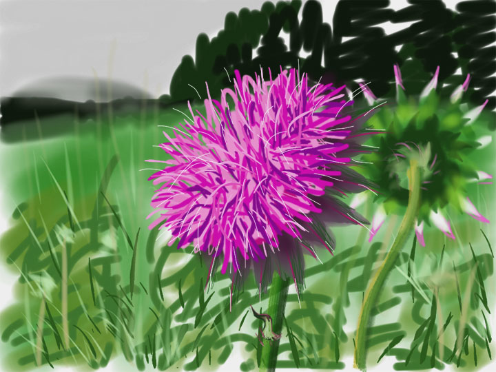 flower-thistle02.jpg