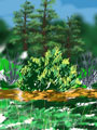 Luna Creek