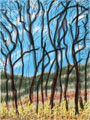 Looking through the Oaks - Mora Valley