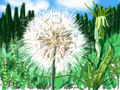 flower-puffball.jpg