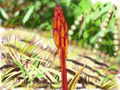 flower-redstalk.jpg