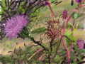 flower-thistle.jpg