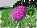 flower-thistle02.jpg