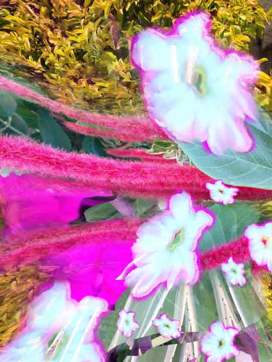 iPad image by Anne Farrell